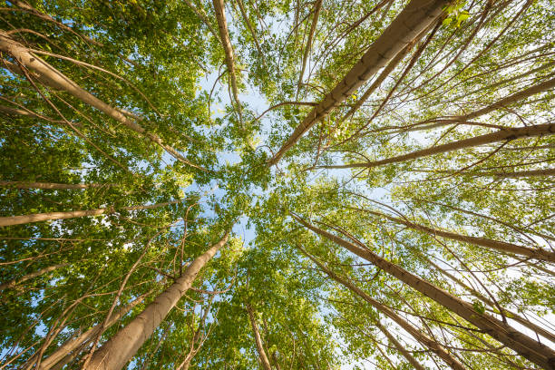глядя вверх деревья - tree tall poplar tree bark стоковые фото и изображения