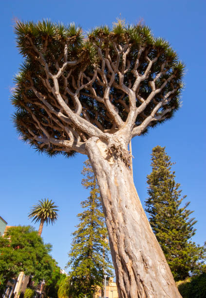Dracaena draco, the Canary Islands dragon tree or drago - San Cristóbal de la Laguna