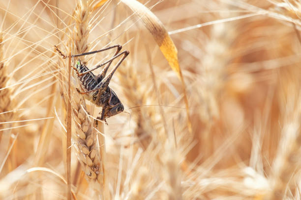 istock Locust on Wheat grain. Crop damage to whole grain harvest 1058331910