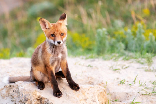 istock Young Red Fox sitting near his hole 1058331924