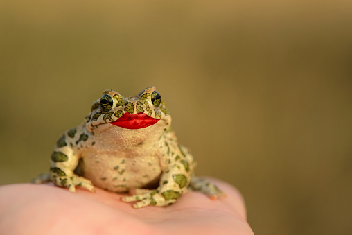 European Green Toad (Bufo viridis) sitting on a hand with painted lips. Love concept.