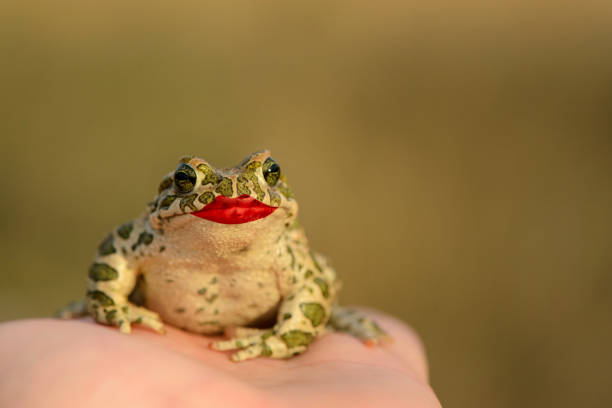European Green Toad (Bufo viridis) sitting on a hand with painted lips. Love concept European Green Toad (Bufo viridis) sitting on a hand with painted lips. Love concept. giant frog stock pictures, royalty-free photos & images
