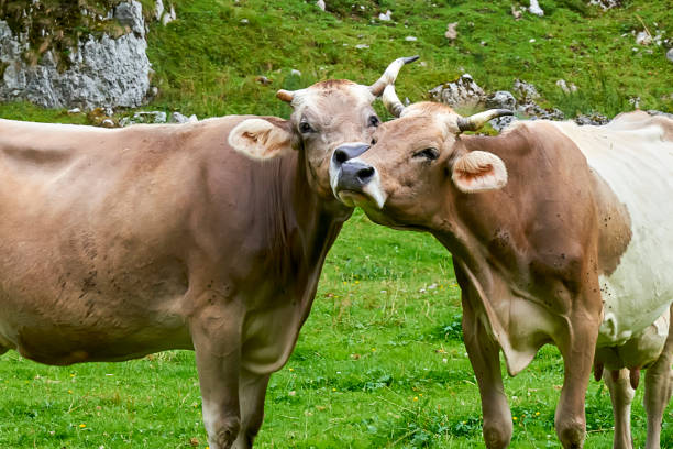 Two cows in the field. Switzerland.