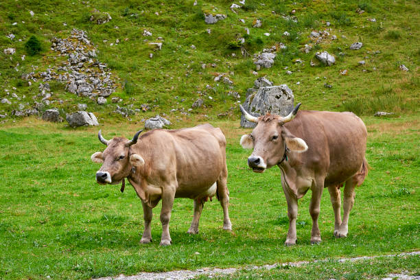 istock Two cows in the field. Switzerland 1058333004