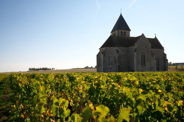 istock Vineyard in Chablis, Bourgogne 1058335322
