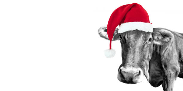 Black and white fun cow on white background with a Santa hat, Christmas greeting card Black and white fun cow on white background with a Santa hat, Christmas greeting card barren cow stock pictures, royalty-free photos & images