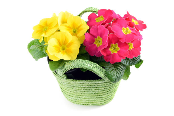yellow and pink primroses in baskets on isolated background.
