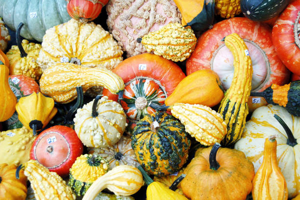 istock sorts of mini pumpkins in full frame background. 1058337606