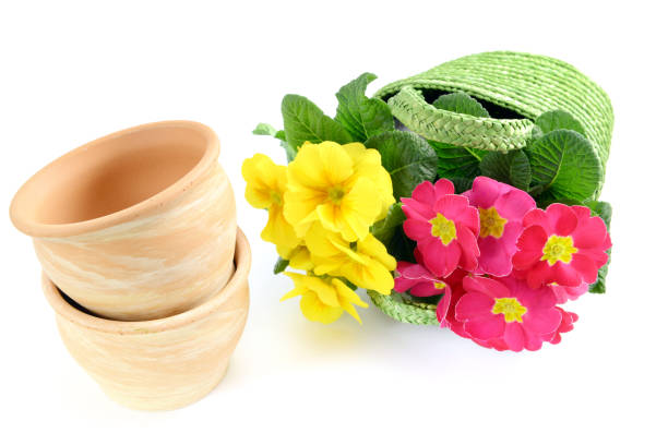 flower pot and primroses in baskets on isolated background. gardening.