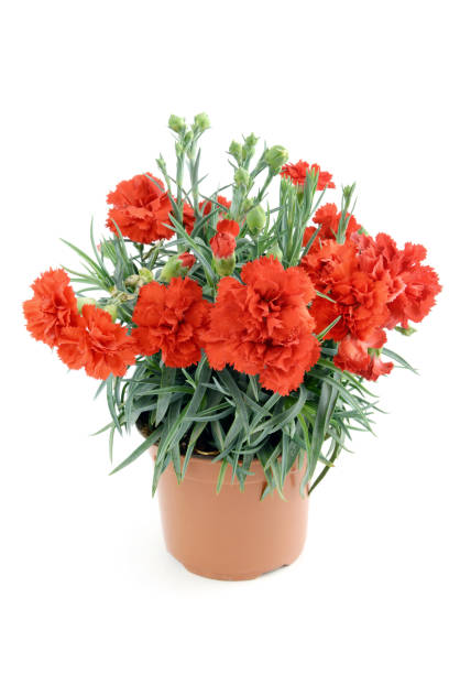 istock red carnation on a flowerpot on white isolated background. 1058337806