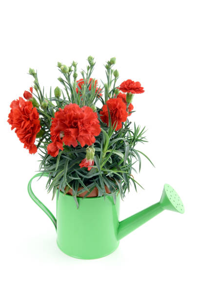 istock red carnation on a water can as flowerpot on white isolated background. 1058337824
