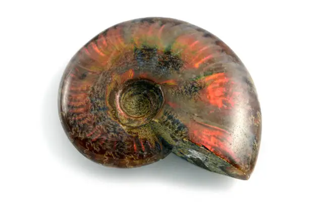 red green opalescent ammonite snail fossil on white isolated background.