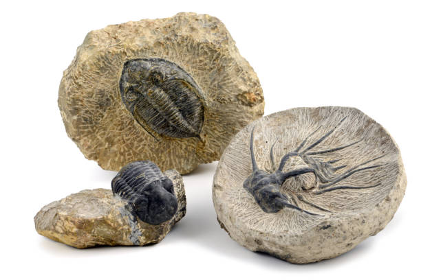 화이트에 삼엽충 화석 고립 배경. - paleozoic era 뉴스 사진 이미지
