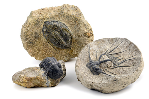trilobite fossils on white isolated background.