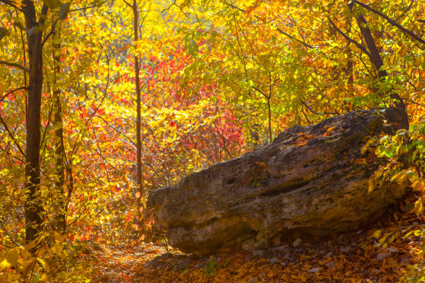 istock big rock in the forest 1058340688