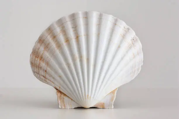 Photo of White empty shell isolated against white background