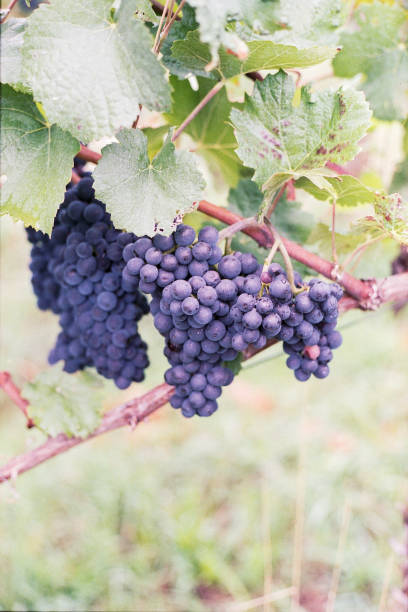 istock grape vine with dark purple grapes and green leafs 1058342888