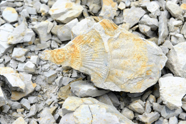 istock fossil of ammonite. Limestone rock. 1058343954