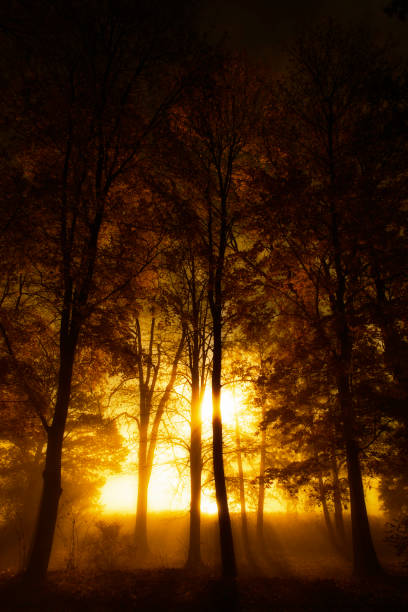 istock Rays of sunlight in a misty autumn forest 1058349196