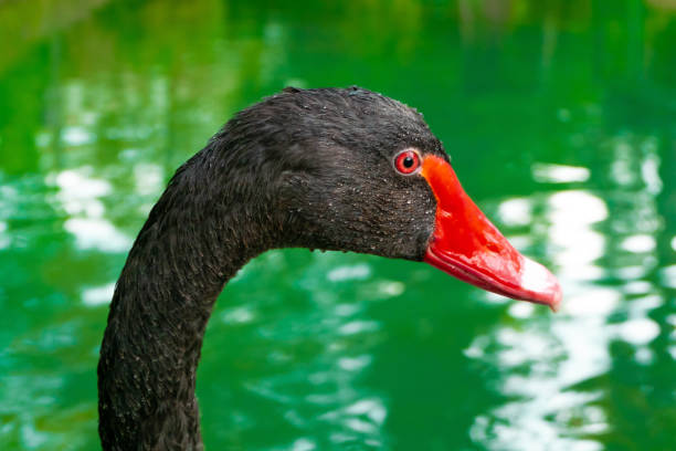 istock a black swan head close up portrait 1058349654
