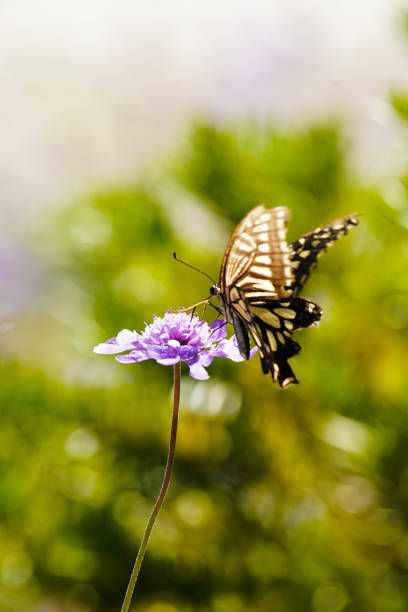 istock VH510 Flowers and butterflies 1058353208