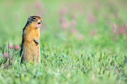 Columbian Ground Squirrel - Urocitellus columbianus, standing in a   field, with mouth open calling. Bokeh of grass and wildflowers in the background.