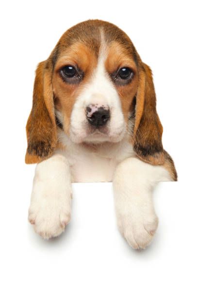 istock Beagle puppy above banner on white background 1058354884