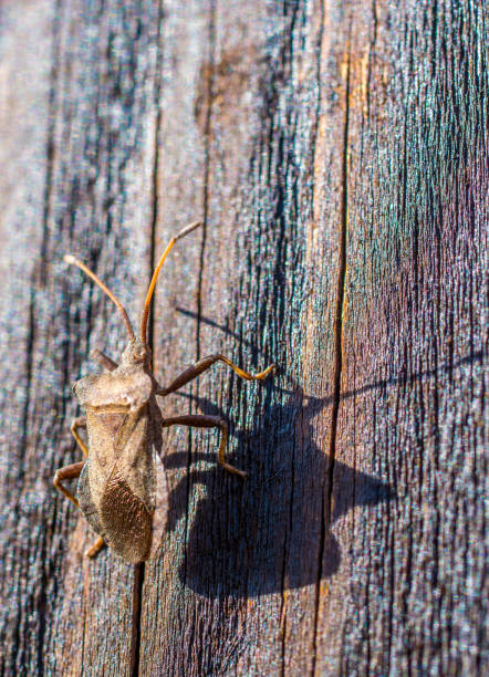 istock Brown well camouflaged beetle on wood 1058356772