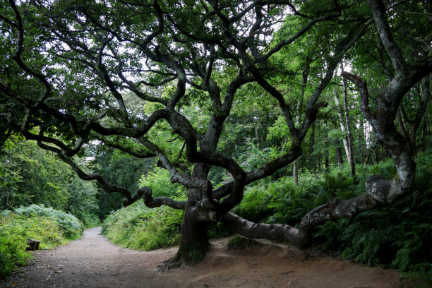 Gnarled old sycamore tree on a woodland pathway