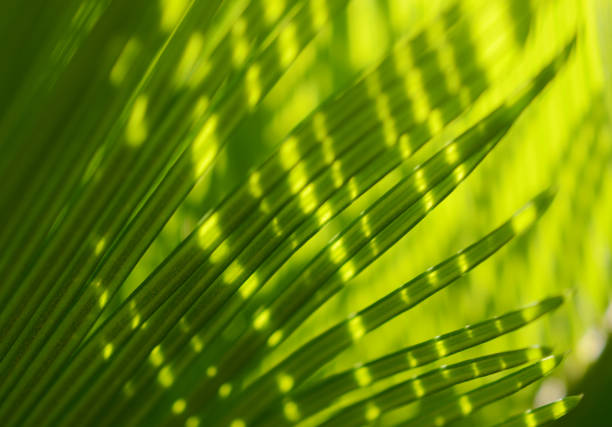 palm tree feuille du soleil tropical feuilles lumière et ombre porcupine abstraite macrophotographie - chlorophyll striped leaf natural pattern photos et images de collection