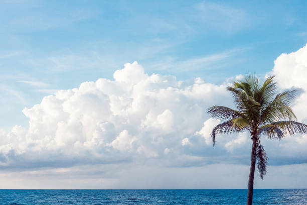 Pompano Beach, Florida Atlantic Ocean landscape in summer with palm tree.