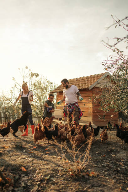 istock Family Feeding Chickens Together 1058362922