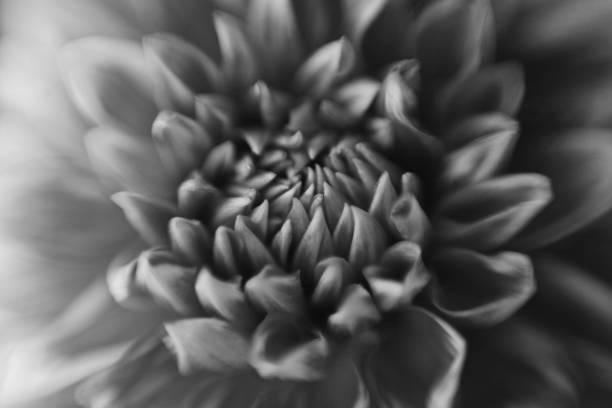 istock Monochrome Beautiful Dahlia closed up. Modern art, poster for interior design 1058363364