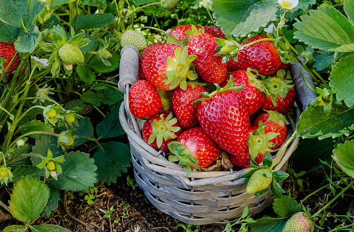 Basket of freshly picked strawberries