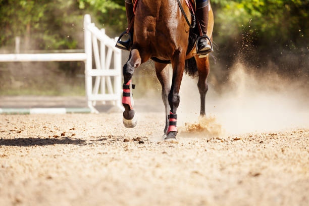 Picture of racehorse running at sand racetrack Picture of chestnut racehorse running at sand racetrack during show jumping competitions horseback riding photos stock pictures, royalty-free photos & images