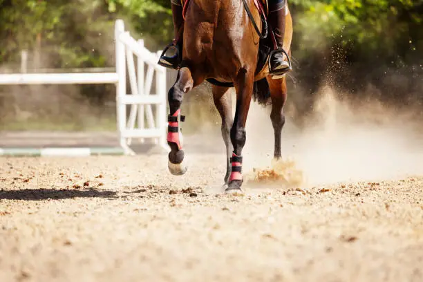 Picture of chestnut racehorse running at sand racetrack during show jumping competitions