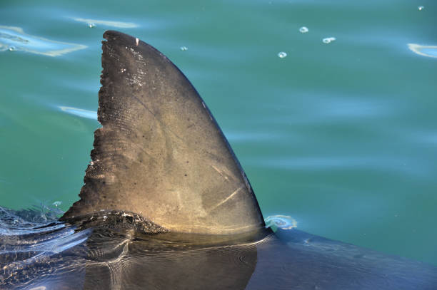 aileron de requin au-dessus de l’eau - flipper photos et images de collection