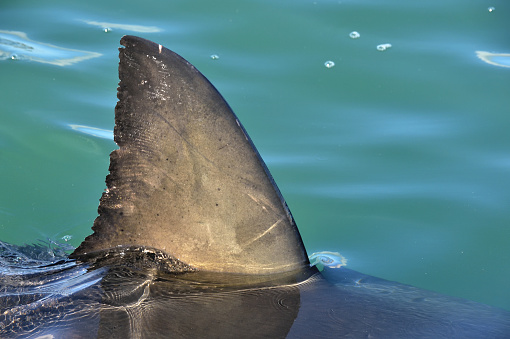 The Shark's fin above water. Close up.  Back Fin of great white shark, Carcharodon carcharias, False Bay, South Africa, Atlantic Ocean