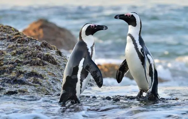 Photo of African Penguins on the seashore.