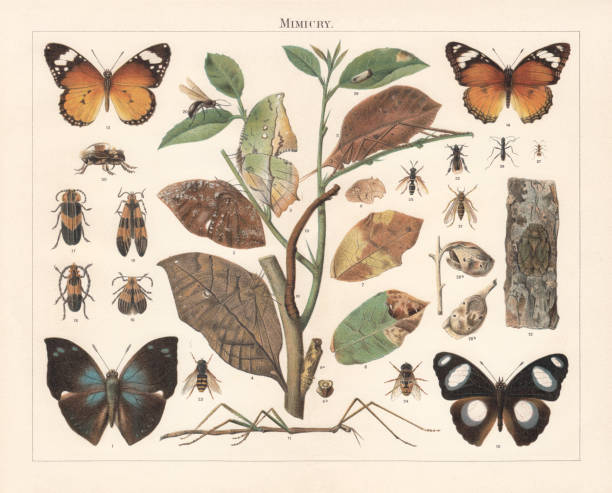 illustrations, cliparts, dessins animés et icônes de imitation d’insecte, lithographie, publiée en 1897 - gallica rose