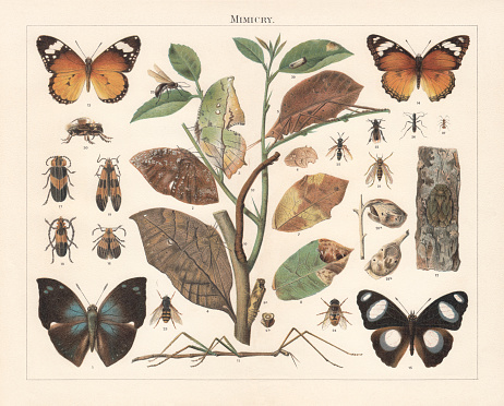 Mimicry of insects: 1-12 Imitation of green and withered leaves, twigs, and bark; 13-19) Imitation of inedible beetles and butterflies; 20-27) Imitation of dreaded insects (bees, wasps, ants) by those of other species; 28-30) Imitation of rotten objects. 1-2) Anaea phantes; 3) Anaea opalina; 4) Orange oakleaf (Kallima inachus); 5-8) Pterochroza colorata; erosa; cristata, arrosa; 9a-9b) Chrysalis (Papilio evander) - Imitation of a broken branch; 10) Caterpillar of Swallow-tailed moth (Ourapteryx sambucaria); 11) French stick insect (Clonopsis gallica); 12) Smooth tree bug (Phloea corticata); 13 Female Danaid Eggfly (Hypolimnas misippus); 14) Nymphalidae Hypolimnas Misippus (female); 15) Nymphalidae Hypolimnas Missipus (male); 16) Rhagium bifasciatum; 17) Tropidosoma Spencii; 18) Batus barbicornis; 19)  tiger bug mimic (Correbia lycoides); 20-21) Brazilian butterflies (Pseudosphinx species) which mimic Ichneumonidae and wasps; 22) Mexican longhorn beetle (Charis species) which imitates a bee; 23) Hoverfly (Sericomyia silentis); 24) Drone fly (Eristalis tenax); 25) Sphiximorpha subsessilis; 26) Ctenostoma unifasciatum; 27) Myrmecoris gracilis; 28a-28b) Cocoon of Aides amanda (South America moth); 29) Tortrix moth (Tortrix ocellaria) imitates bird droppings on a leaf; 30) Desmiphora fasciculata imitates a woolly bear caterpillar. Lithograph, published in 1897.