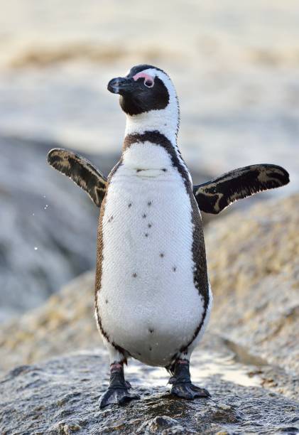 pinguins africanos à beira-mar. - south africa coastline sea wave - fotografias e filmes do acervo