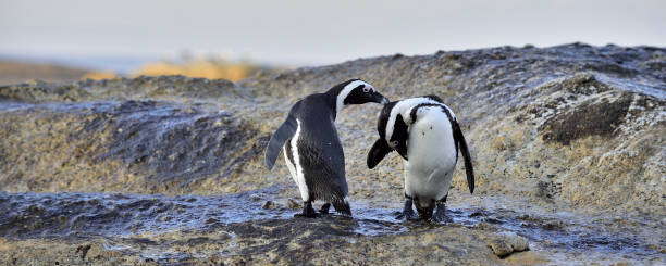 istock African Penguins on the seashore. 1058366026