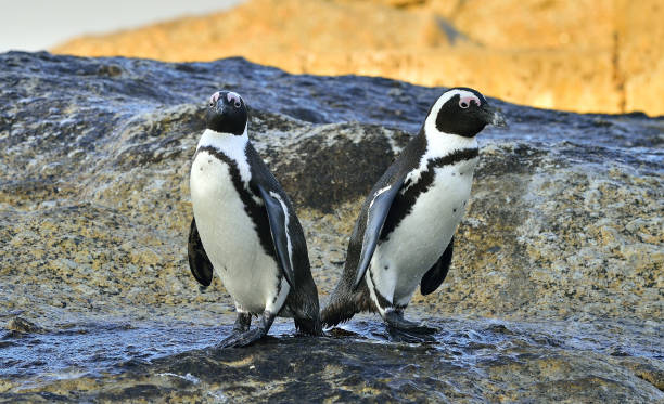 istock African Penguins on the seashore. 1058366084
