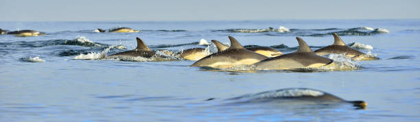 istock Dolphins, swimming in the ocean. 1058366398