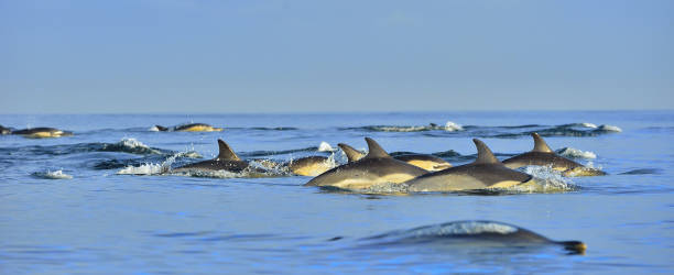 istock Dolphins, swimming in the ocean. 1058366424
