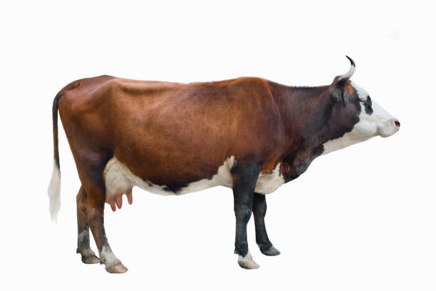 istock spotted cow isolated on white 1058369378