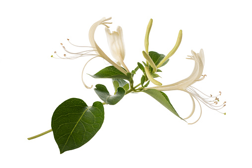 honeysuckle with flowers and leaves isolated on white background