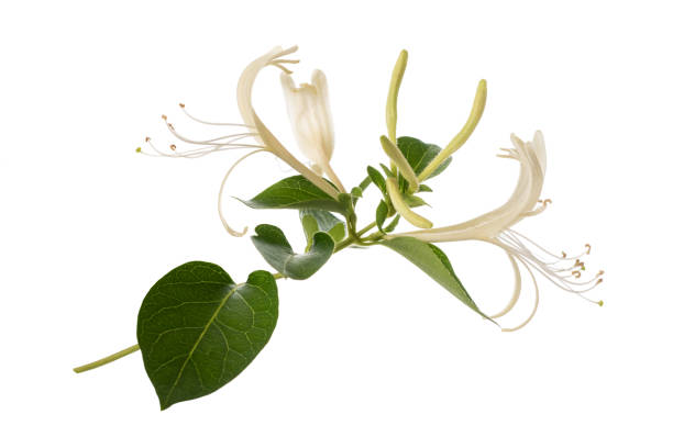 honeysuckle honeysuckle with flowers and leaves isolated on white background arrowwood stock pictures, royalty-free photos & images