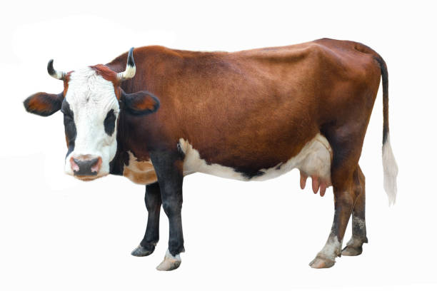 istock spotted cow isolated on white 1058369398